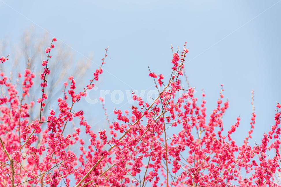 홍매화,매화꽃,flower,꽃,plant