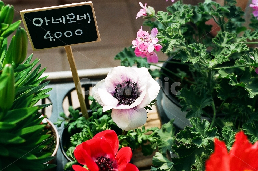 꽃,아네모네,식물,plant,flower,blossom
