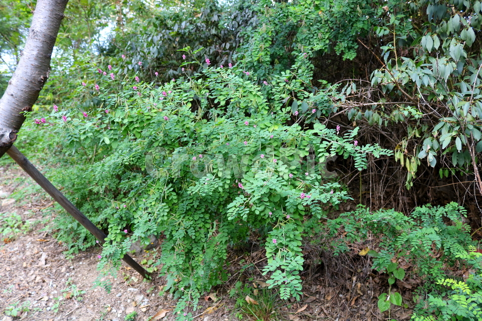 싸리나무,나무,꽃,식물,자연,풍경,콩과식물,야생화,식물,자연,plants,nature,꽃,flower