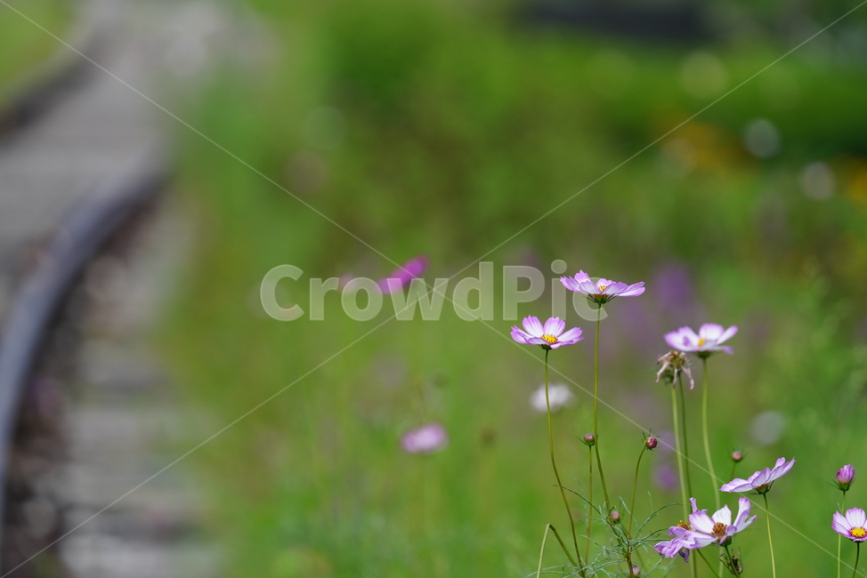 꽃,플라워,코스모스,생물,생명,식물,색감,보라색,plant,가을,계절,fall,autumn,season,식물,자연,plants,nature,꽃,flower