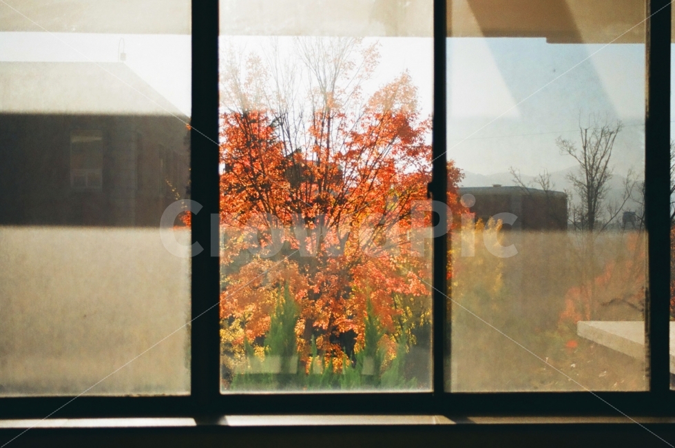 풍경,landscape,단풍,자연,그림자,나무,단풍나무,tree,nature,shadow,계절,season,가을,fall,가을,계절,fall,autumn,season,window,창문