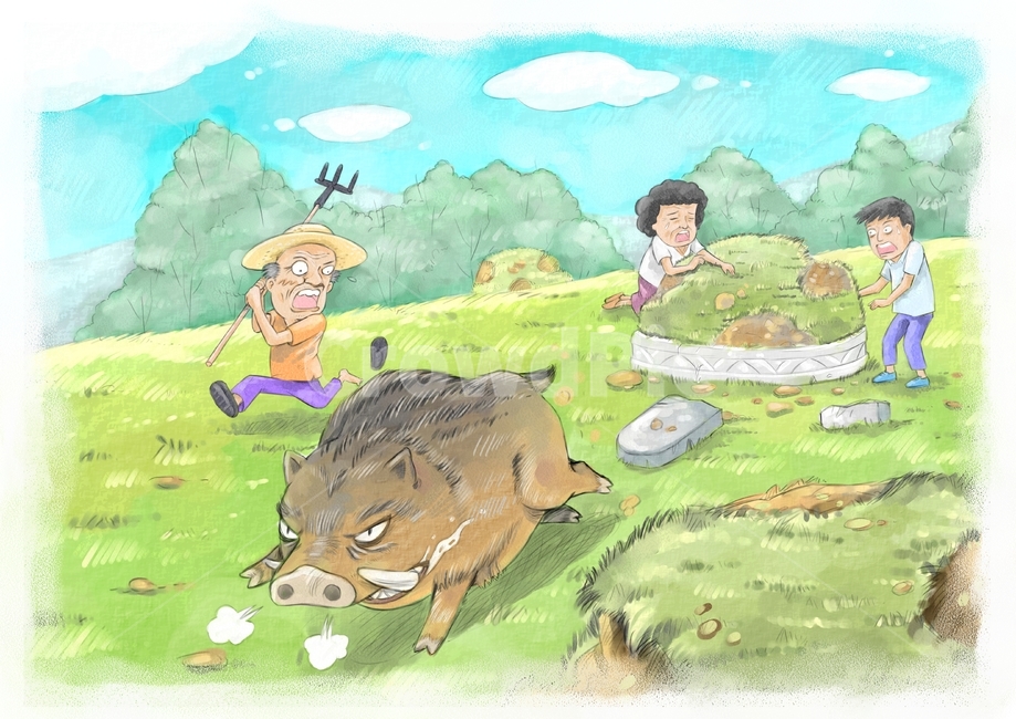 페인터,일러스트,일러스트레이션,회화,삽화,그림,수채화,유화,파스텔,수작업,손그림,상황컷,상황그림,풍경,배경,캐릭터,예쁜그림,엽서,카드,감수성,느낌,상업미술,상업그림,미술,산돼지,횡포,무덤,파헤침,회손,부심,광분,농부,노인,조상,부모,부모님,묘,묘지,숲,슬픔,분노,화,울분,곡괭이,구름,들판,동물,야생포유류,눈물,쫒음,달림,하늘,person,사람,human,인간,그래픽,일러스트레이션,graphic,illustration