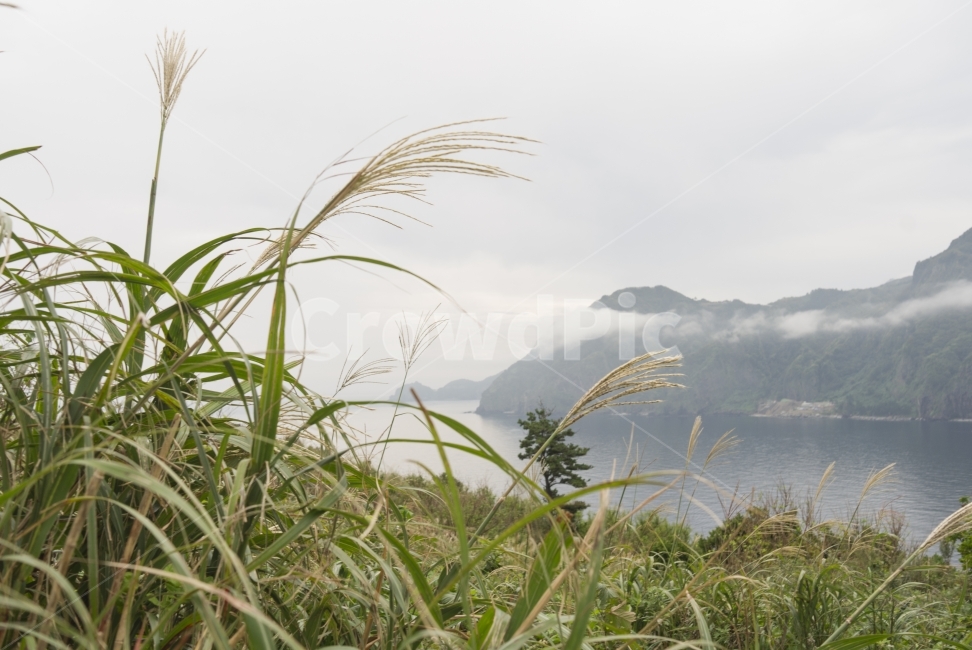 억새,바다,sea,풍경,landscape,croud,구름,울릉도,plant,하늘,sky,자연,풍경,nature,landscape,식물,plants,grass,잔디,lawn,reed,갈대,vegetation,초목