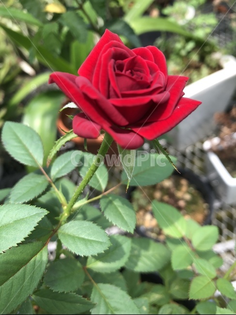 장미,blossom,꽃,rose,화훼,flower,정원,분화,garden,plant,plants,greenhouse,식물,꽃,flower