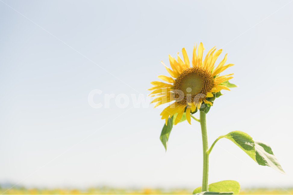 해바라기,해바라기밭,꽃,여름,풍경,여름,계절,summer,season,가을,fall,autumn,식물,자연,plants,nature,꽃,flower,plant,blossom