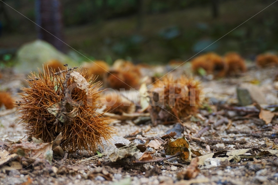 밤,밤송이,가을,산,낙엽,가을산,마니산,강화도,추석,풍경,자연,나무,가을,계절,fall,autumn,season,음식,식재료,요리,food,cook,meal,dishes,food reserves,ground,바닥