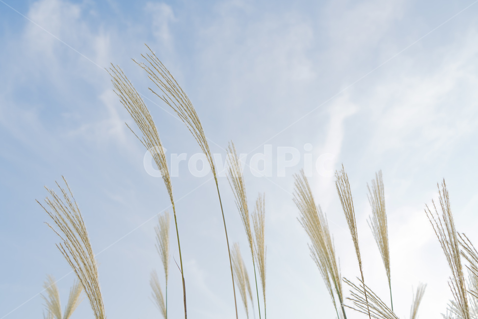 억새,억새풀,풀,갈대,하늘,구름,감성,들판,오후,파란,가을,계절,fall,autumn,season,grass,잔디,plant,식물