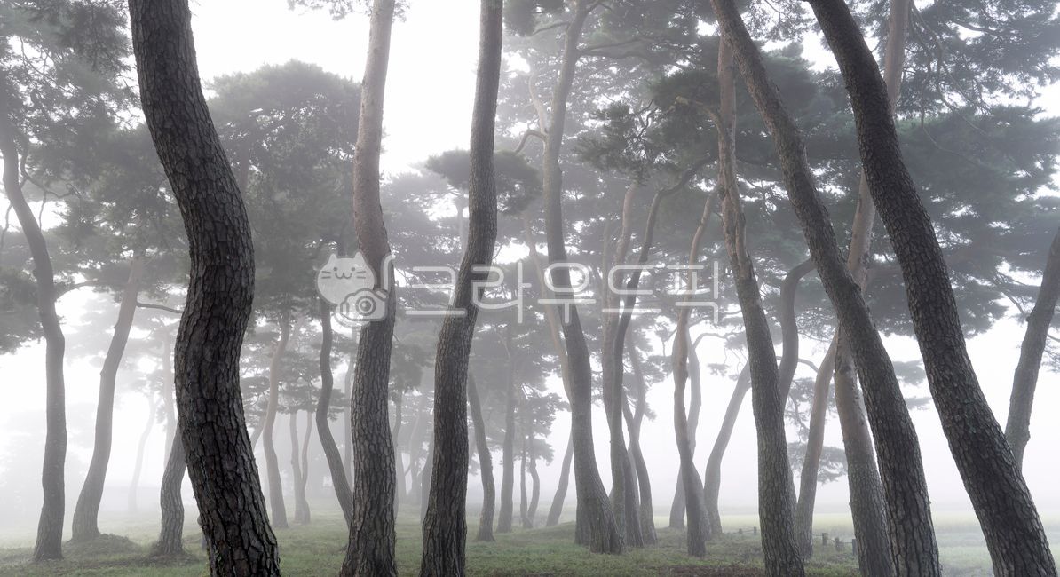 pine tree,forest,out of focus,mist,dawn fog,tree trunk,Mangchi,Boseonggun,weather,pine forest,Fog,nature,pine needles,leaf,morning,subtle,panorama,outdoors,dawn,Pine Tree Garden,fog