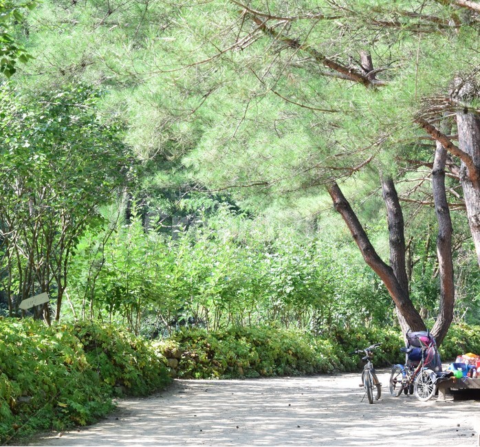 나무,나무들,자연,숲,초록,산길,나뭇잎,웹,인쇄,배경화면,가로,tree,trees,nature,forest,green,wood,sunlight,oak,landscape,summer,leaf,backgrounds,outdoor,자연,풍경,nature,landscape,여행,휴가,traveling,vacation,trip,휴식,힐링,rest,relaxation,healing