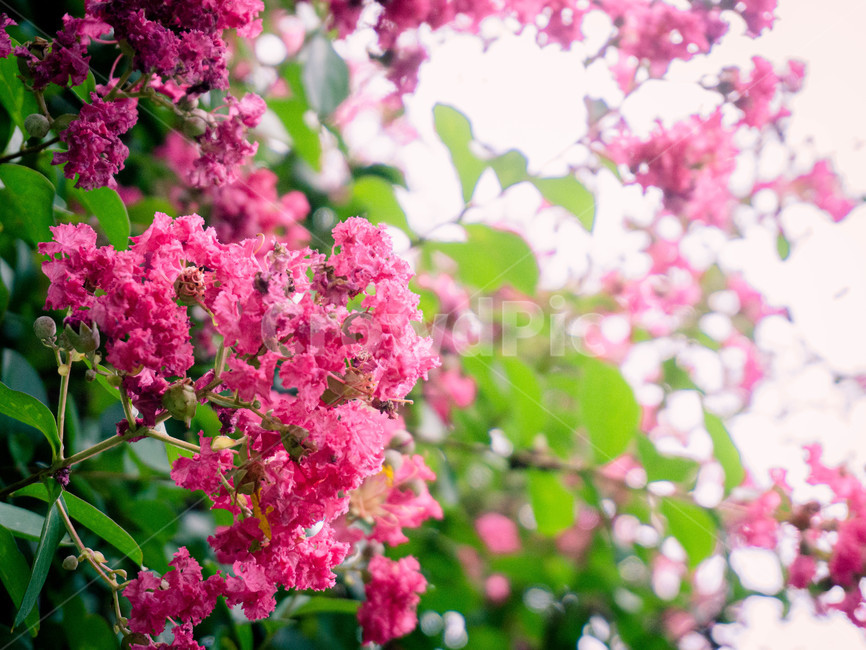 식물,plant,꽃,flower,색감,빨간색,분홍색,감성,감성사진,맑은날,color,식물,자연,plants,nature,꽃,flower