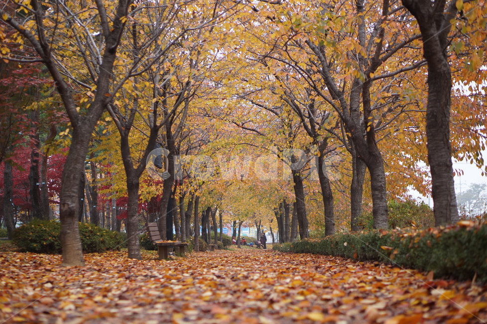 벗나무,가을,가로수,벤치,풍경,tree,나무,plant,식물,tree trunk,나무 줄기,leaf,잎