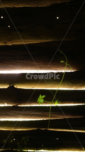 틈,틈새,나무사이,풀,들꽃,생명,빛,빛과그림자,식물,자연,plants,nature