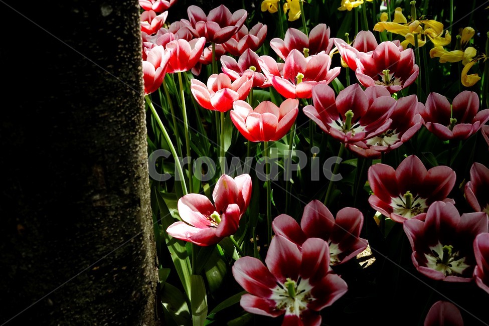 봄,봄꽃,화사함,자연,행복,힐링,bloom,colorful,floral,flower,gardenflowers,happymind,life,nature,plant,spring,식물,자연,plants,nature,꽃,flower
