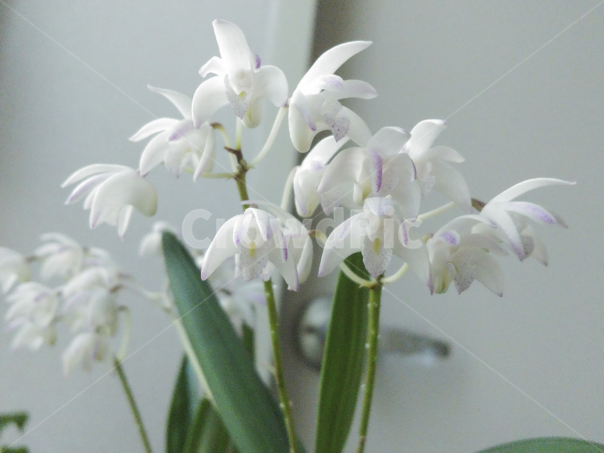 향기나는꽃,식물,꽃,난초,흰색,난꽃,꽃송이,원예,관상용,plants,nature,flower,식물,자연,plants,nature,꽃,flower