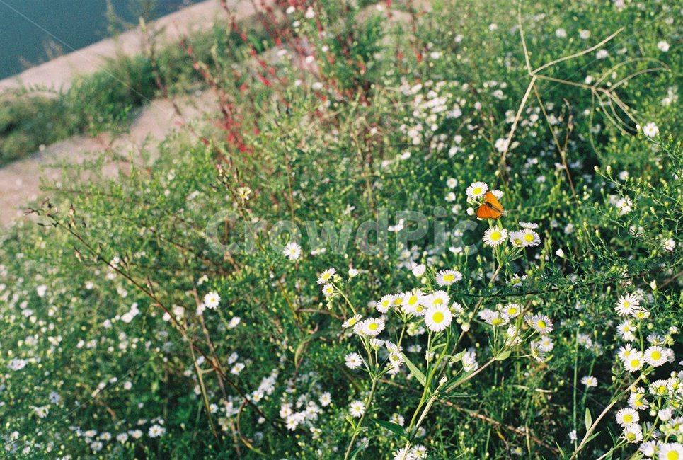 꽃,나비,계란꽃,한강,서울,흰꽃,식물,자연,plants,nature,꽃,flower