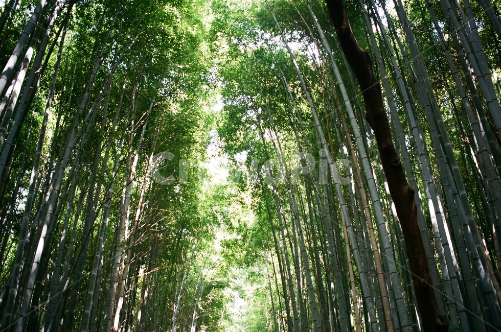 대나무,숲,나무,산,bamboo,tree,나뭇잎,대나무숲,일본,아라시야마,필름카메라,필름,아날로그,감성,film,felling,analogue,자연,풍경,nature,landscape,휴식,힐링,rest,relaxation,healing,plant,식물