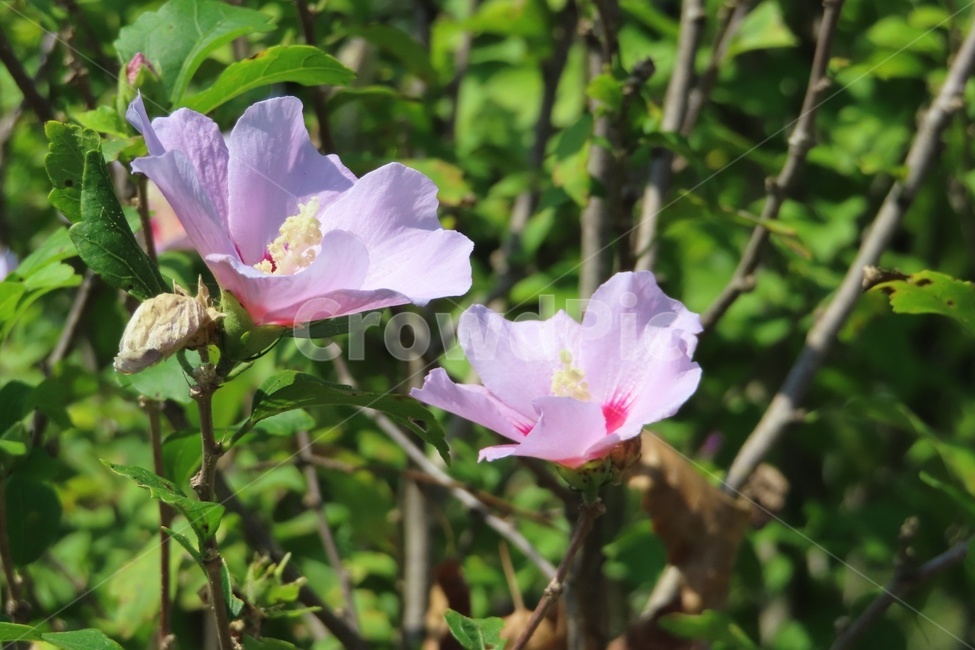 무궁화,꽃,plant,식물,분홍꽃,색감,분홍,식물,자연,plants,nature,꽃,flower