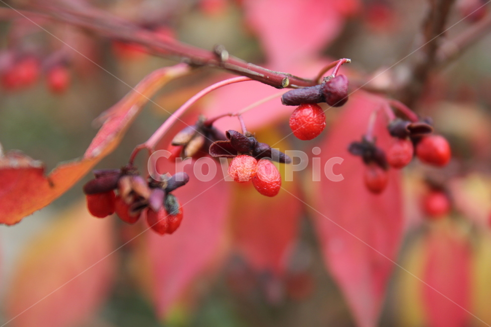 열매,빨간열매,자연,나무,가을,빨간색,붉은열매,나뭇잎,leaves,red,fruits,berry,tree,nature,fall,autumn,season