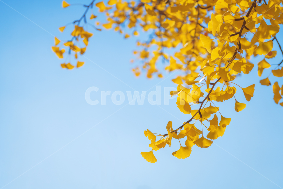 가을,자연,은행잎,하늘,감성,가을,계절,fall,autumn,season,plant,식물