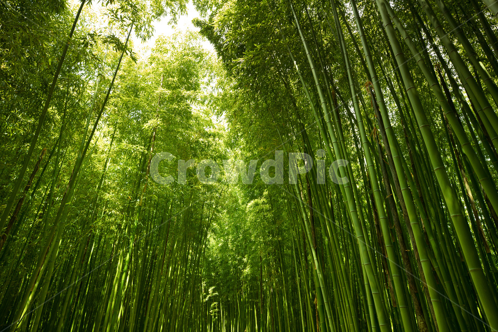 대나무숲,숲,나뭇잎,자연,나무,그늘,forest,natural,nature,tree,leaf,bambusoideae,울산,ulsan,korea,풍경,landscape,녹색,자연,풍경,nature,landscape,식물,plants,나무,trees,wood,휴식,힐링,rest,relaxation,healing,plant