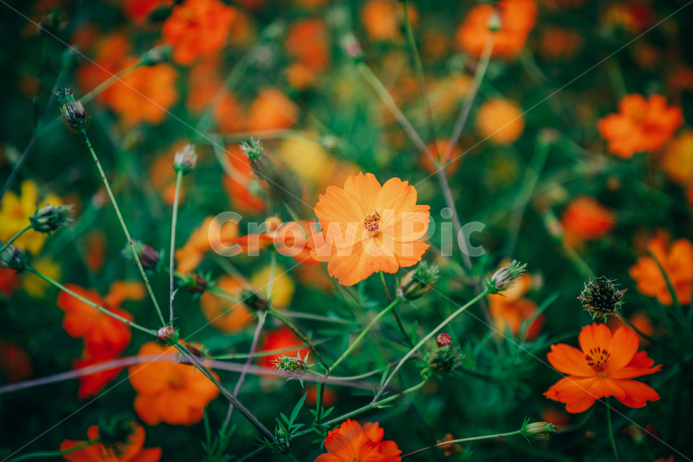 코스모스,꽃,자연,식물,가을,아름다운,commoncosmos,가을,계절,fall,autumn,season,식물,자연,plants,nature,꽃,flower,색깔,색상,색채,색감,color sense,color sensitivity,feeling of color,leaf,잎,plant,geranium,제라늄,blossom