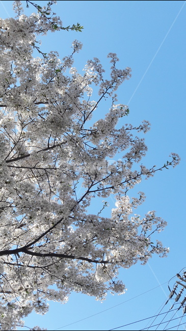 봄,벗꽃,간석동,파란하늘,절세미인,봄,계절,spring,season,식물,자연,plants,nature,꽃,flower,plant,blossom,cherry blossom,벚꽃