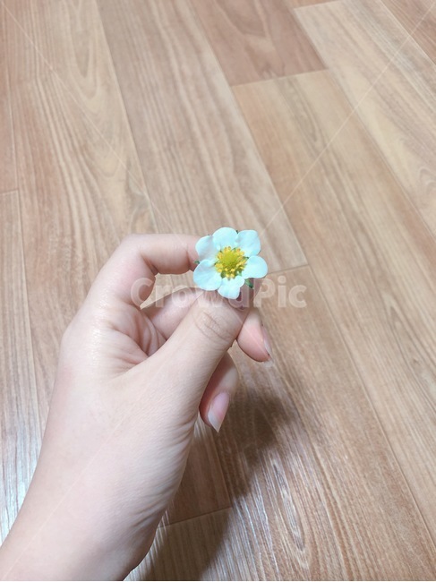 꽃,딸기꽃,작은꽃,하얀꽃,딸기꽃,꽃,flower