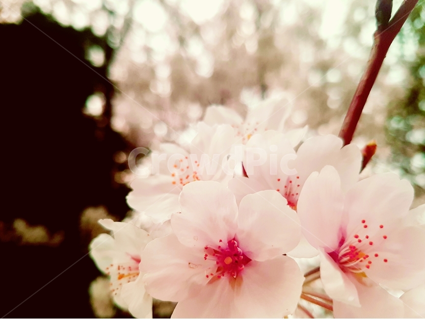 벚꽃,나무,벚나무,나뭇가지,꽃,꽃잎,줄기,분홍색,꽃송이,왕벚꽃,봄,계절,spring,season,식물,자연,plants,nature,꽃,flower,plant