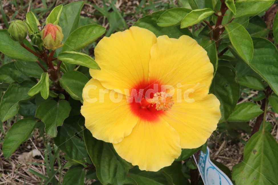 덴마크무궁화,꽃,식물,무궁화,roseofsharon,식물,자연,plants,nature,꽃,flower