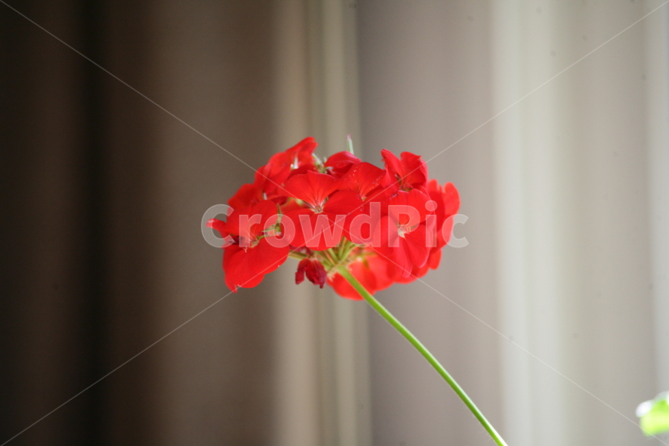 꽃,식물,화분,화초,취미,식물,자연,plants,nature,꽃,flower