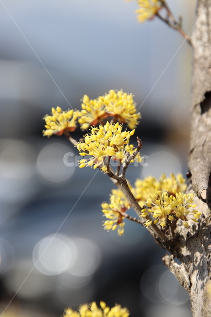 나무,꽃,산수유,봄,노란색,식물,자연,plants,nature,꽃,flower