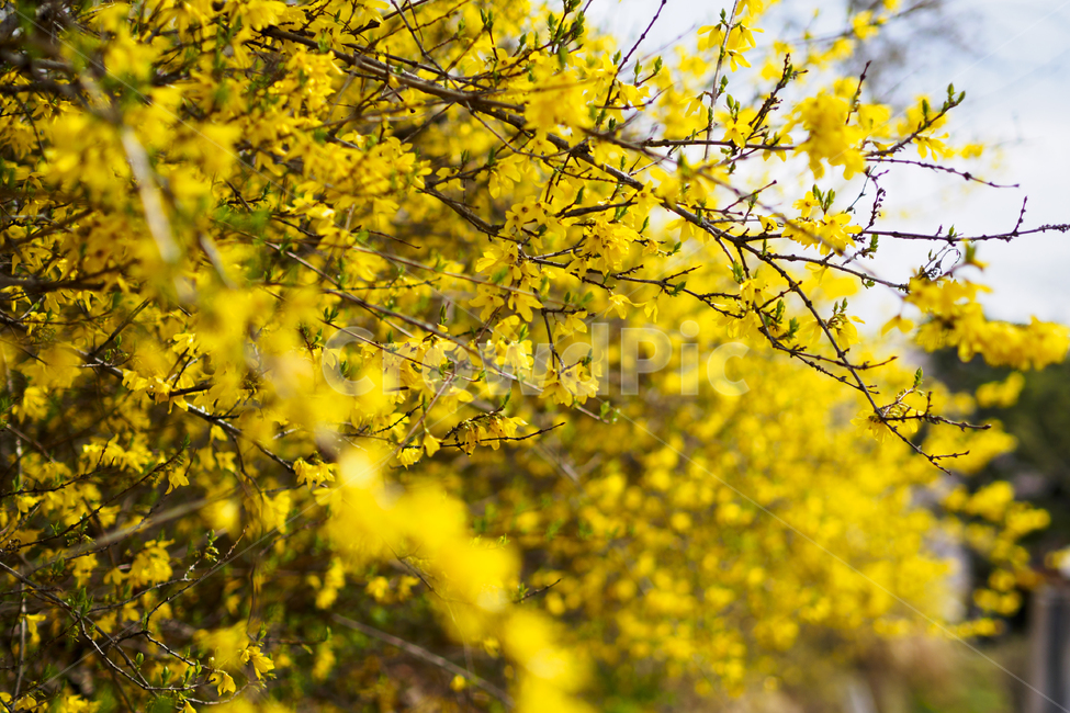 개나리,꽃,노란,풍경,봄,자연,식물,색감,배경,nature,plants,yellow,검정,black,줄기,하늘,아웃포커스,season,계절,flower,spring,background,파란,blue,봄,계절,spring,season,식물,자연,plants,nature,꽃,flower,plant,leaf,잎