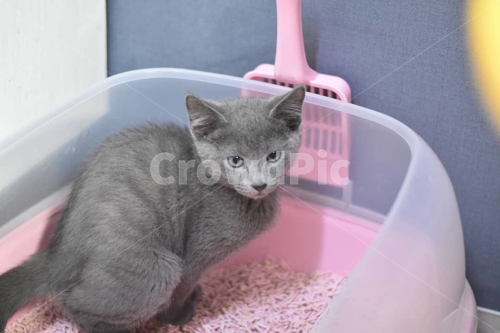 반려동물,고양이,러시안블루,애완동물,가족,동물,animal,포유류,mammal,고양이,cat,kitten,kitty