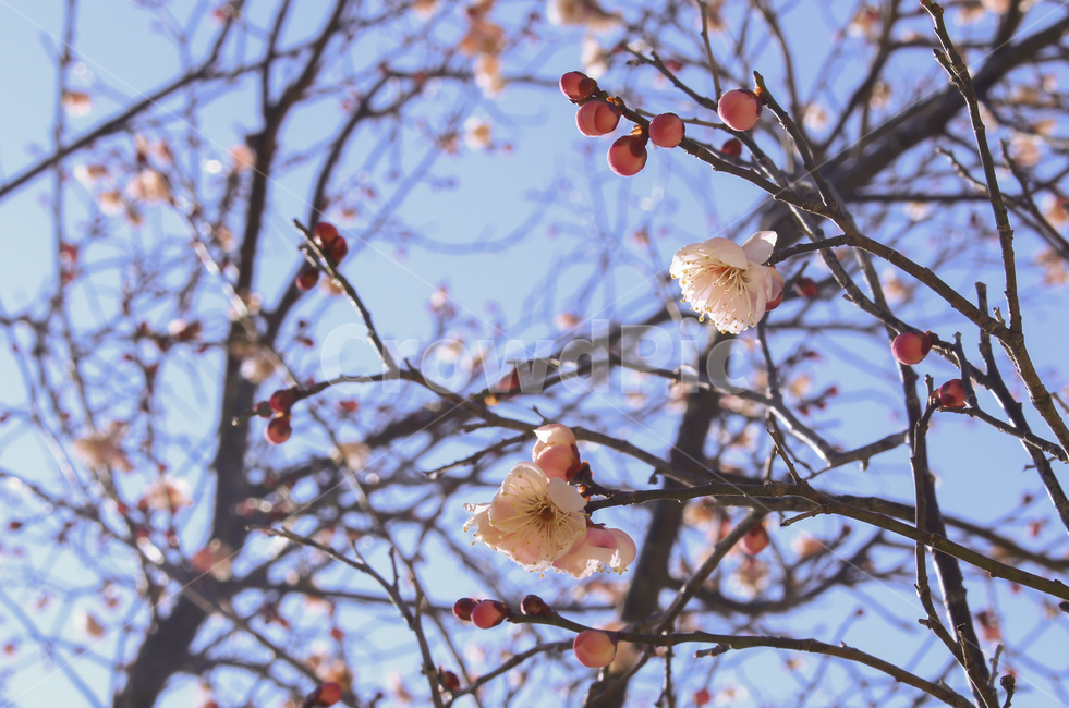plant,식물,blossom,flower,꽃,매화,봄,spring,봄꽃,개화