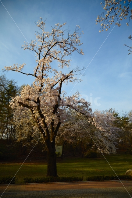 봄벗꽃,어린이대공원,고목,향기,벗찌,자연,풍경,nature,landscape,봄,계절,spring,season,plant,식물