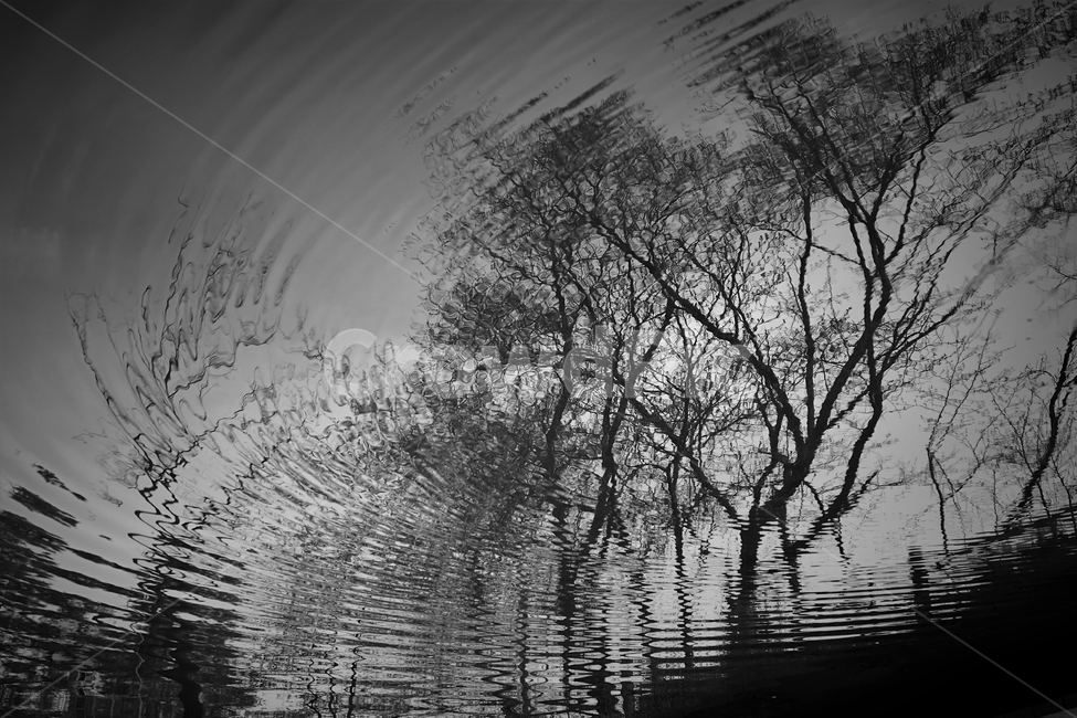 bw,monotone,trees,pond,refection,나무연못,반영,반사,나무,가지,loneliness,solitary,모노톤,흑백,흑백사진,잔가지,자연,풍경,nature,landscape,식물,plants,나무,trees,wood,흑백,모노톤,monochrome,black and white,tree,plant,outdoors,옥외