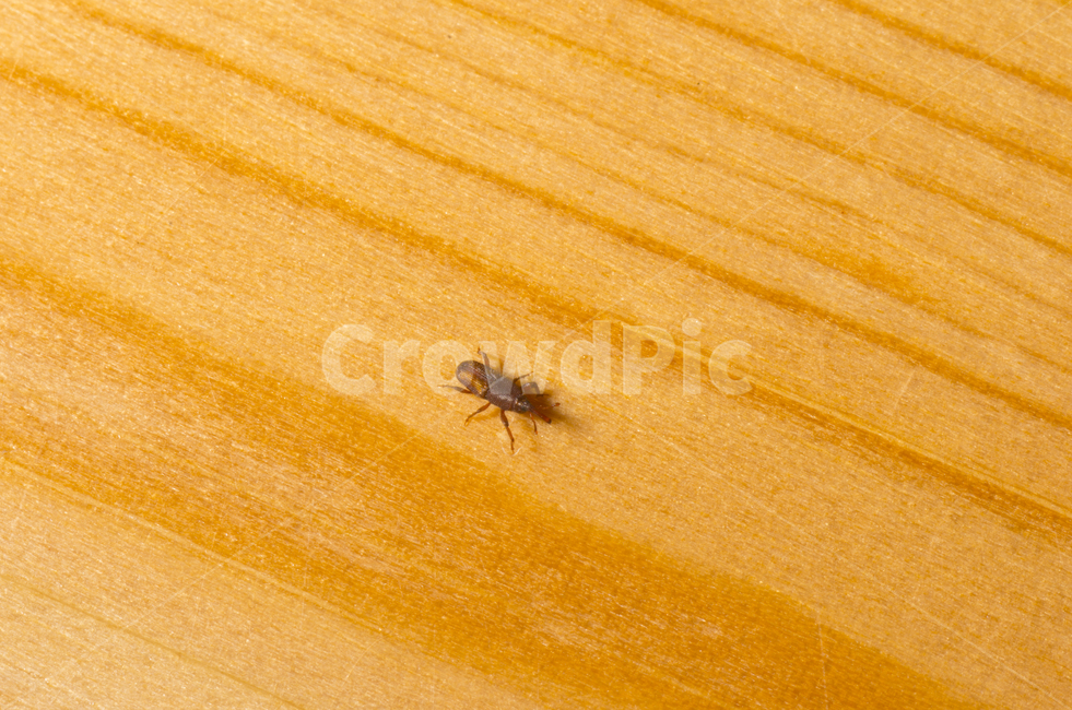 바구미,바닥,곤충,동물,쌀벌레,weevil,floor,bug,insect,감성,자연,계절,접사,매크로,클로즈업,확대,가을곤충,여름곤충,여름,가을