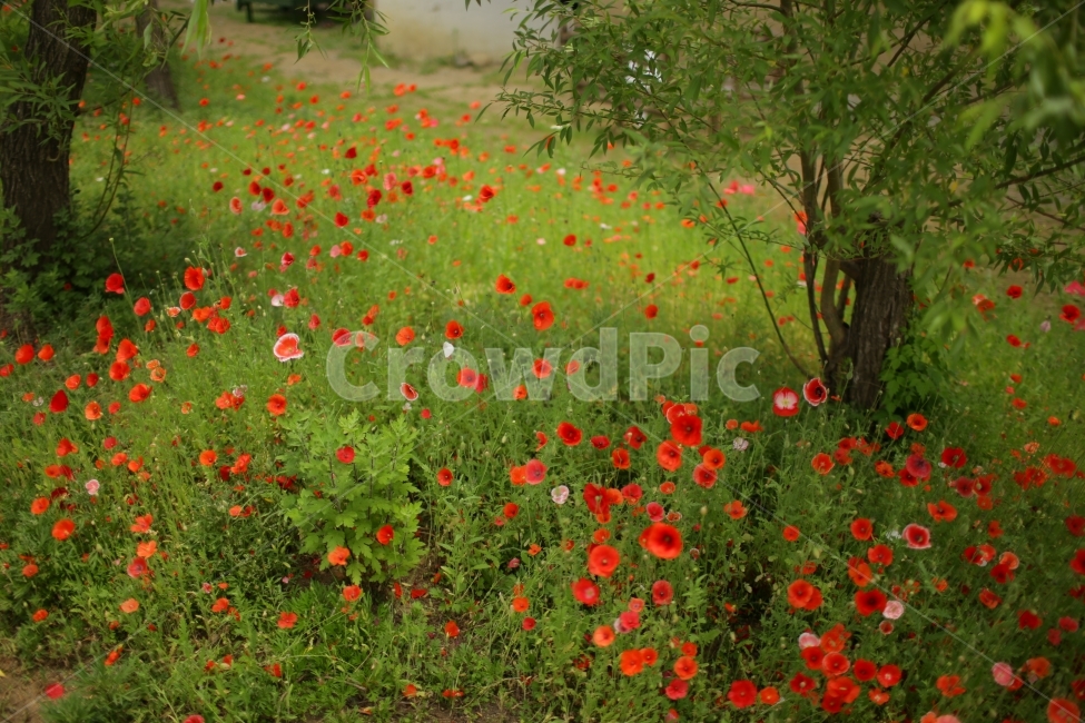 양귀비,꽃,들판,빨간꽃,봄,식물,자연,plants,nature,꽃,flower