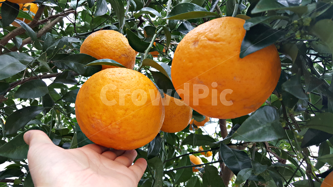 하귤,귤,과일,음식,감귤류과일,감귤,orange,fruit,plant,주황색,과일,열매,fruit