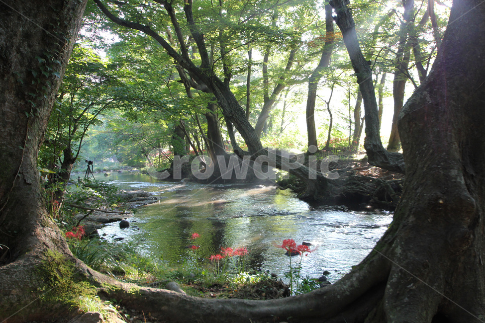 꽃무릇,자연,nature,옥외,흐름,land,자연,풍경,nature,landscape