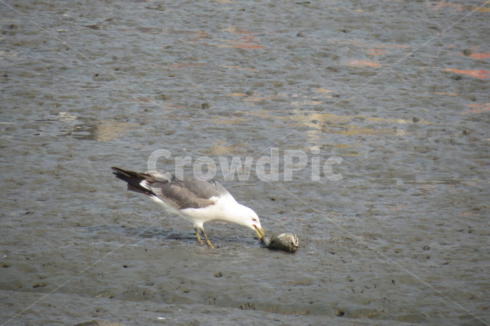 바다,갈매기,새,sea,seagull,gull,ocean,beach,bird,갯벌,mud,mudflat,동물,animal,조류,새,birds