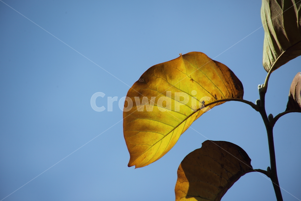 단풍,잎,식물,가을,redleaves,가을,계절,fall,autumn,season,식물,자연,plants,nature,veins,정맥