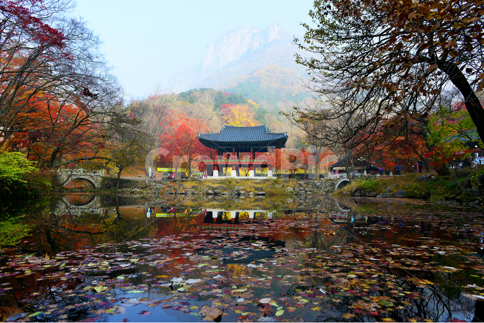 전남,백양사가을,장성,백양사,tree,나무,plant,식물,maple,단풍,leaf,잎,treetrunk,나무줄기,경치,경관,풍경,가을,계절,딘풍잎,추색,추경,outdoors,옥외,nature,자연,연못,백암산,쌍계루,가을,계절,fall,autumn,season,자연,풍경,nature,landscape