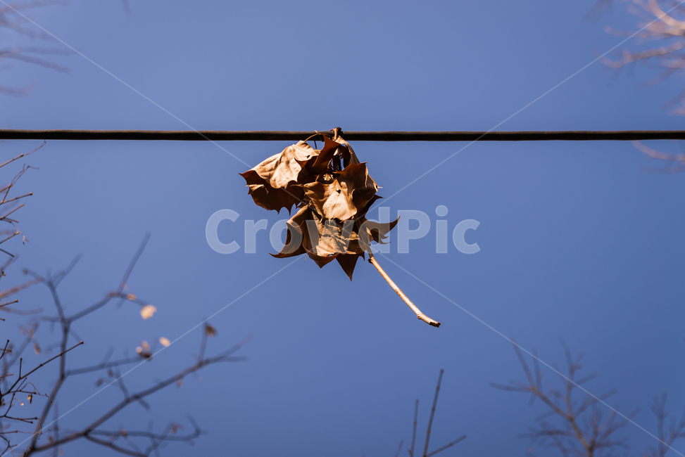 낙엽,전선,나무,가지,떨어짐,하늘,깨끗,가을,계절,fall,autumn,season,plant,식물,leaf,잎,tree