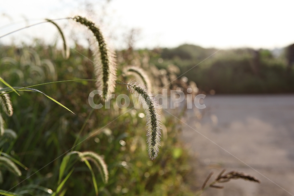 강아지풀,식물,풀,잡초,길,저연,역광,여름,아침,식물,자연,plants,nature