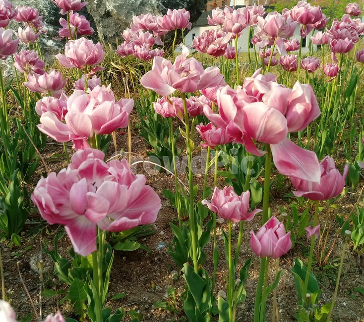 tulip,백합과,구근초,여러해살이화초,꽃,튤립,빨강색,봄,식물,자연,springseasonflower