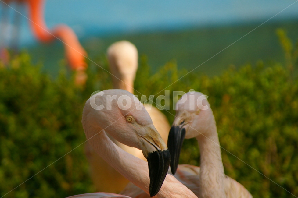 홍학,플라밍고,flamingo,새,bird,동물,animal,조류,새,birds