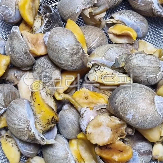 음식,food,골뱅이,백골뱅이,조개,해산물,소라,shell,clam,seashell,clamshell,turbanshell,topshell,seafoodproducts,달팽이,바다달팽이,seasnail,escargot,고동,고둥,snail,spiralshellfish,shellfish,conch,식재료,요리재료,음식재료,foodstuff,cookingmaterial,foodmaterial