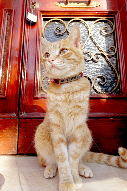 고양이,동물,치즈태비,아메리칸숏헤어,길고양이,cat,animal,cute