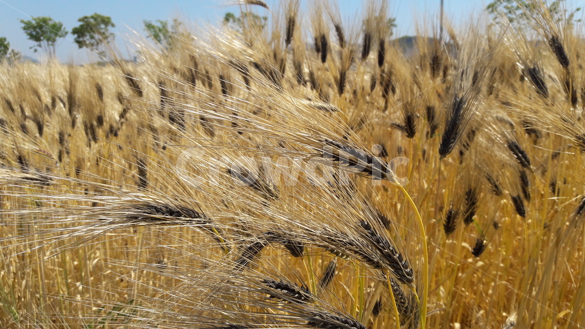 봄,공원,맑음,한강,보리,자연,풍경,nature,landscape,plant,식물,food,음식,grain,곡물,vegetable,야채,animal,동물,bird,새